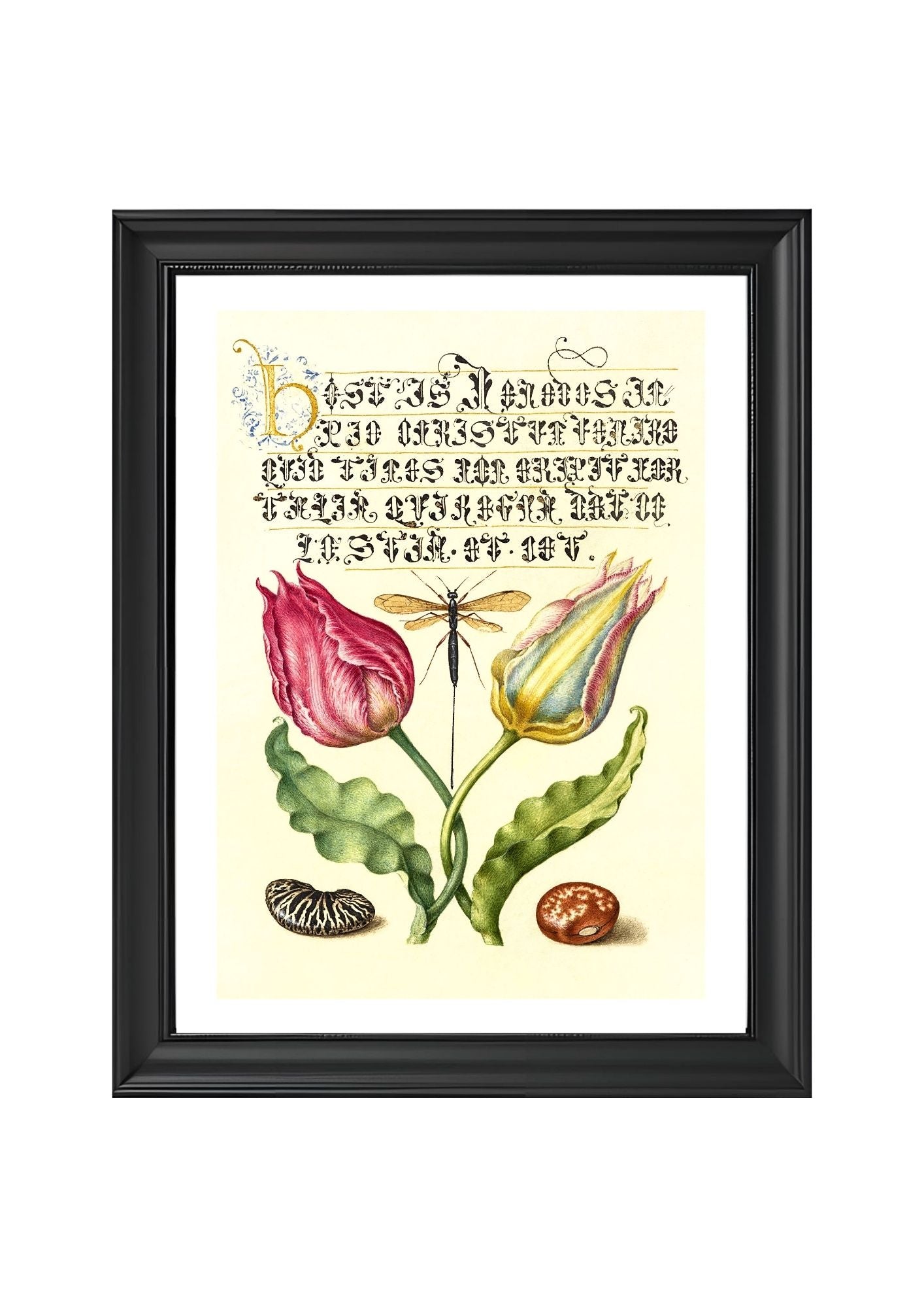 Gesner’sTulip, Ichneumon Fly, Kidney Bean, and Scarlet Runner Bean