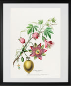 La Pomme Grenadille (Passiflora)