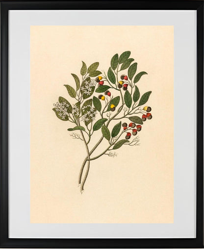 Celastrus (Apodytes Dimidiata)