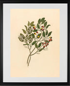 Celastrus (Apodytes Dimidiata)