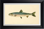 The Rangeley Trout (Adult Male) Salvelinus-Oquassa