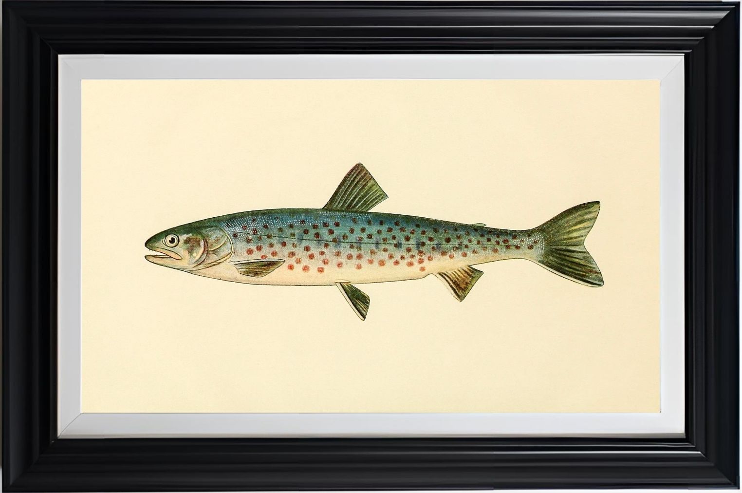 The Rangeley Trout (Adult Male) Salvelinus-Oquassa
