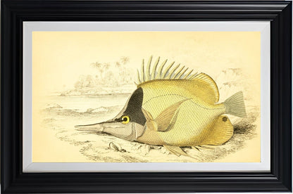 Long-Beaked Chelmon
