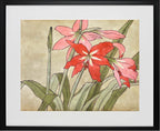 Amaryllis