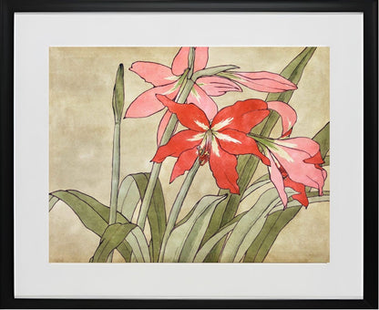 Amaryllis