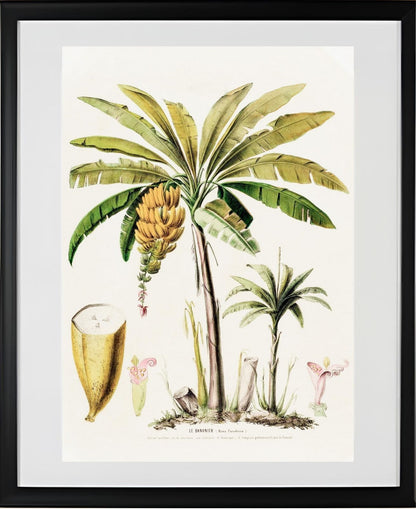 Le Bananier (Musa Paradisica)