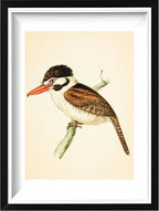 White-ear'd Puff-bird