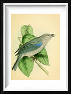 Blue-Shoulder'd Tanager
