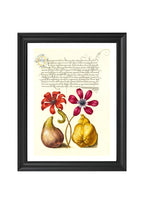 Poppy Anemones, Caterpillar, Fig, and Quince