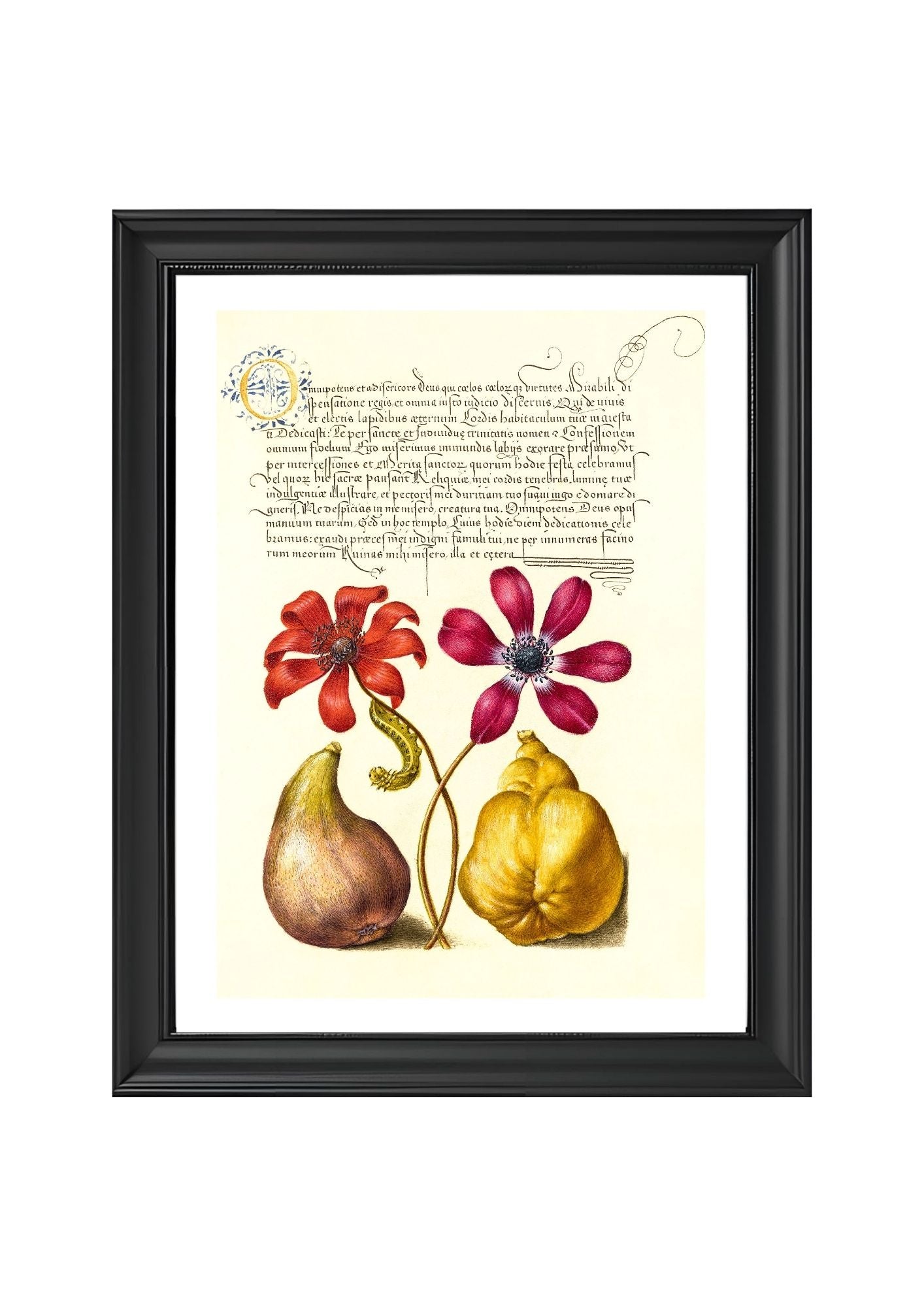 Poppy Anemones, Caterpillar, Fig, and Quince
