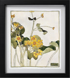 Marsh Marigold