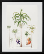 Palmier (Palma Areca)