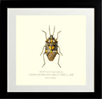 Aplerotus Maculatus