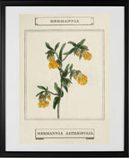 Hermannia