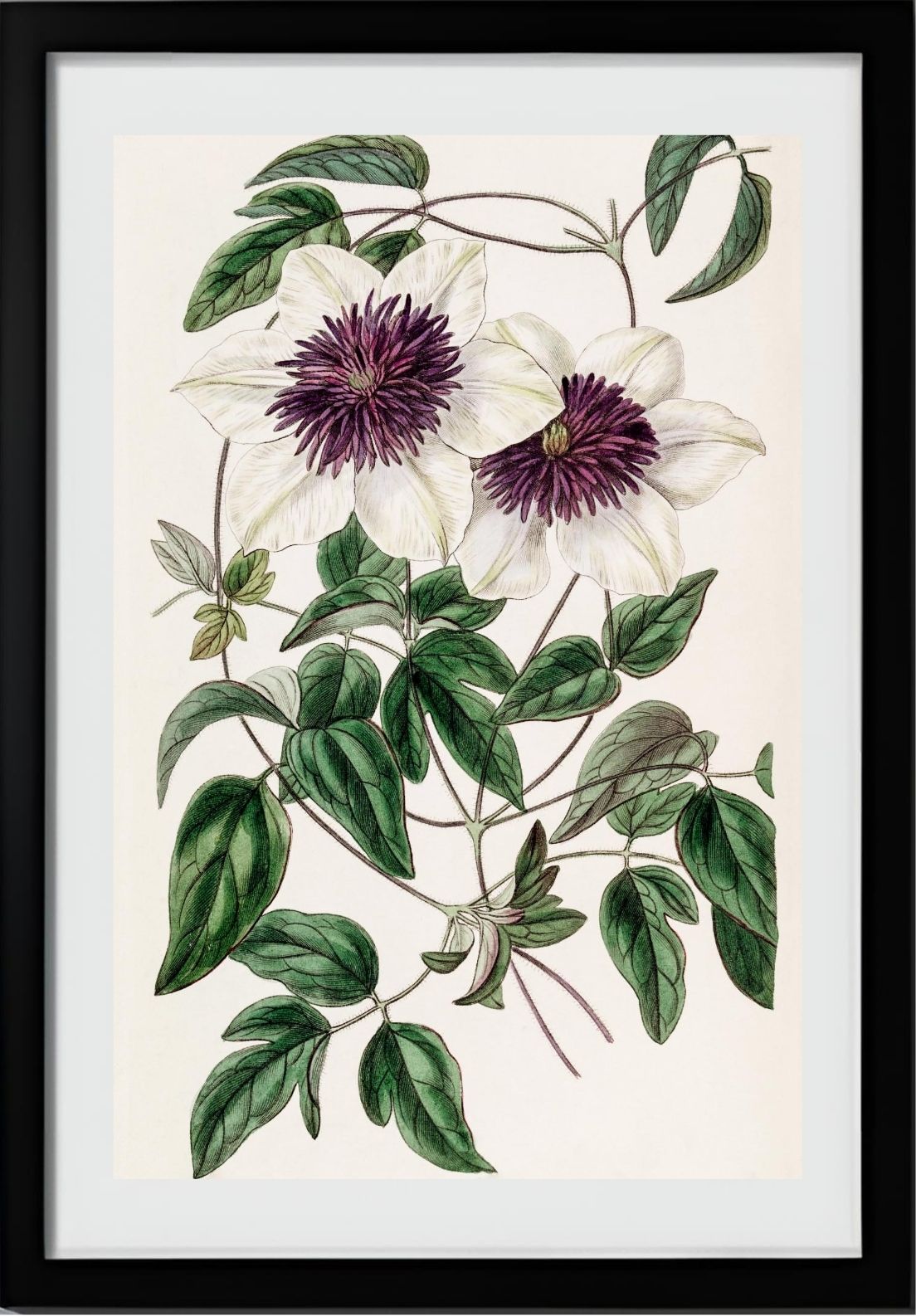 Siebold's Clematis