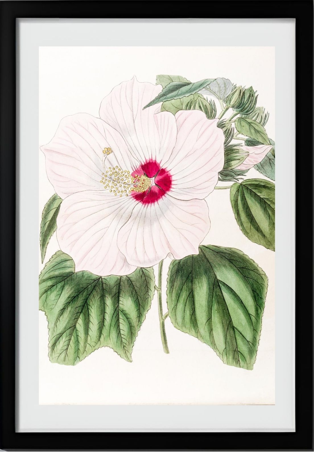Musk Hibiscus