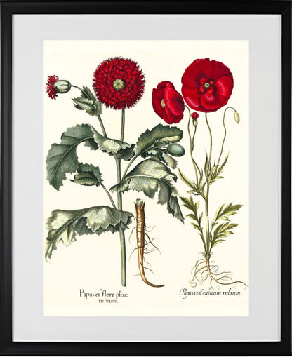 Double-flowered red garden poppy, Corn poppy