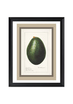 Avocado Persea