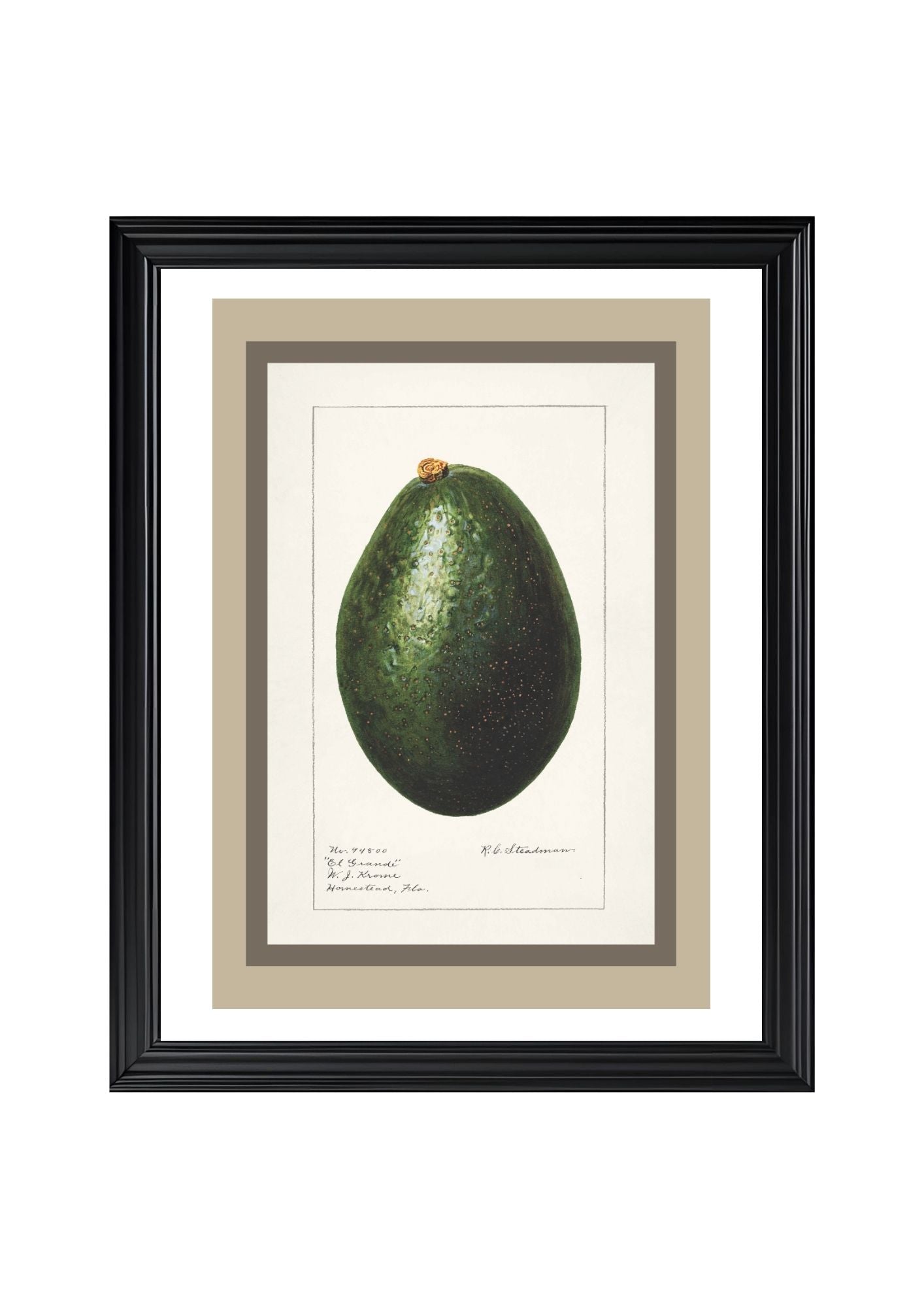 Avocado Persea