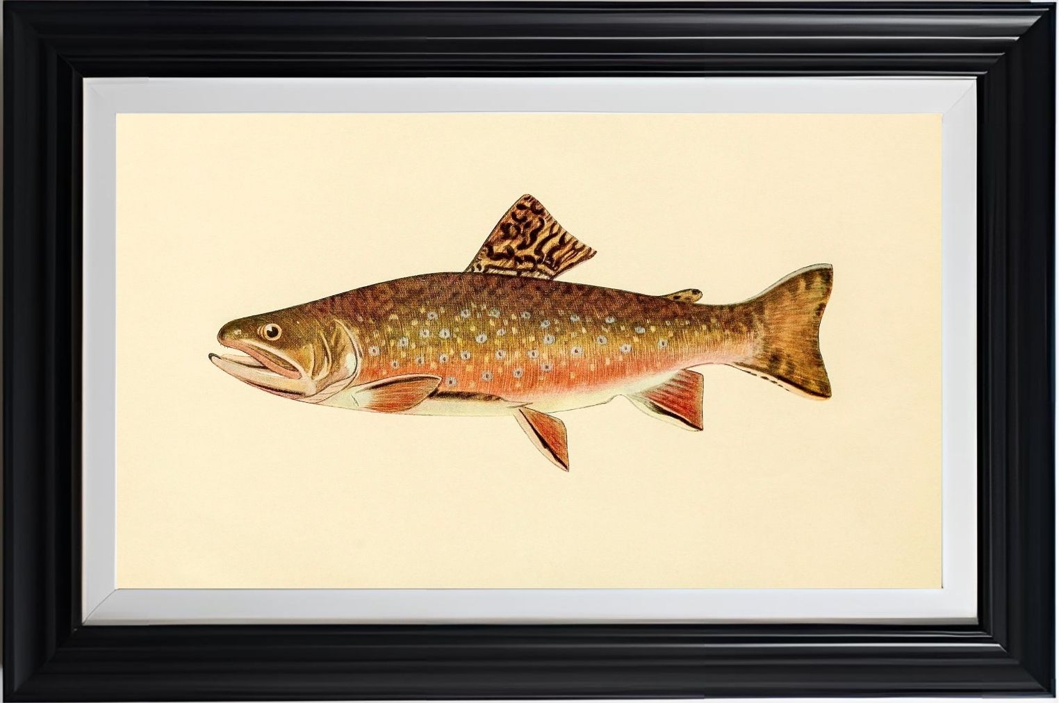 The Brook Trout (Adult Male) Salvelinus-Fontinalis