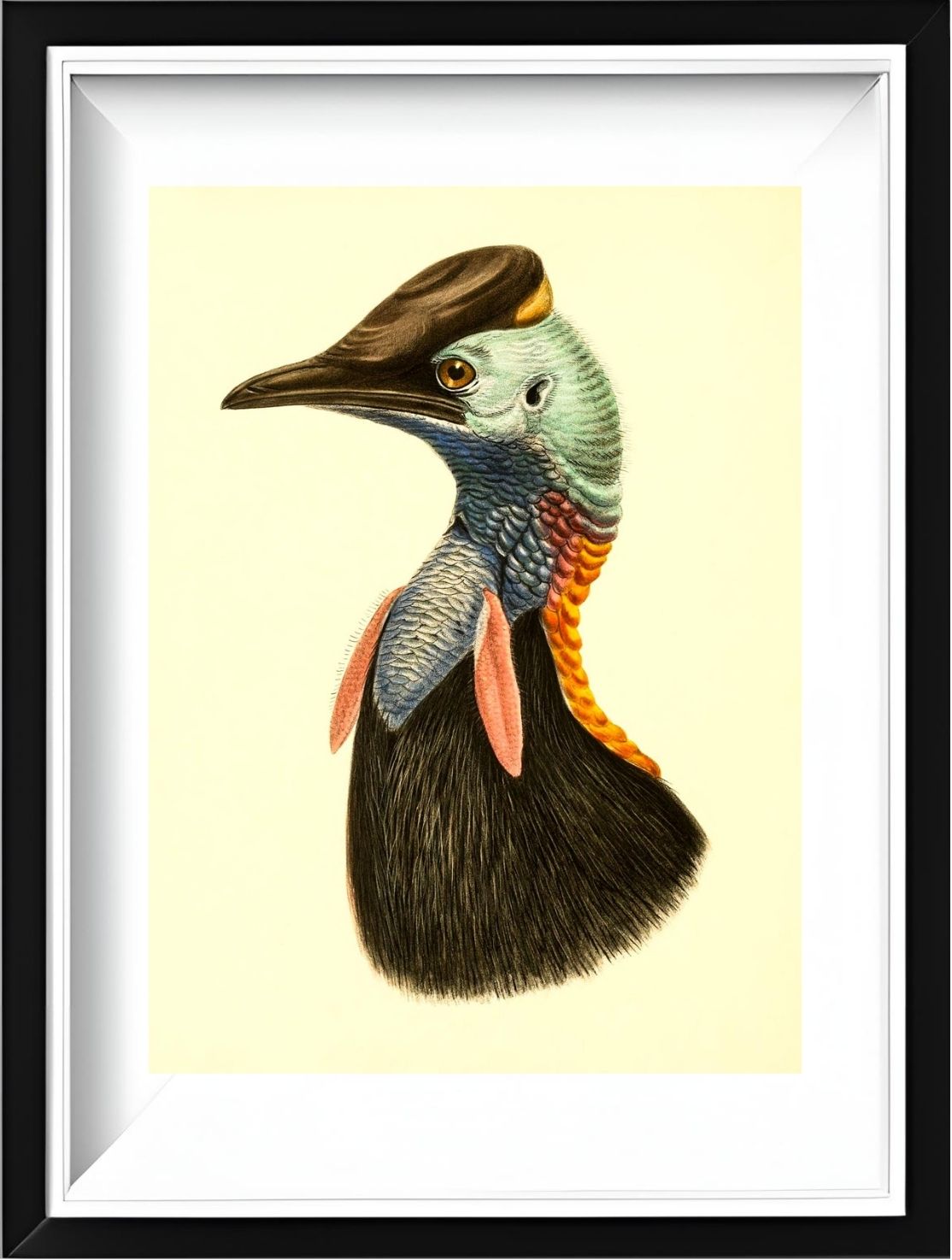 Casuarius Bicarunculatus