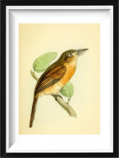 Red-breasted Puff Bird