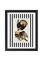 Brasilian Caracara