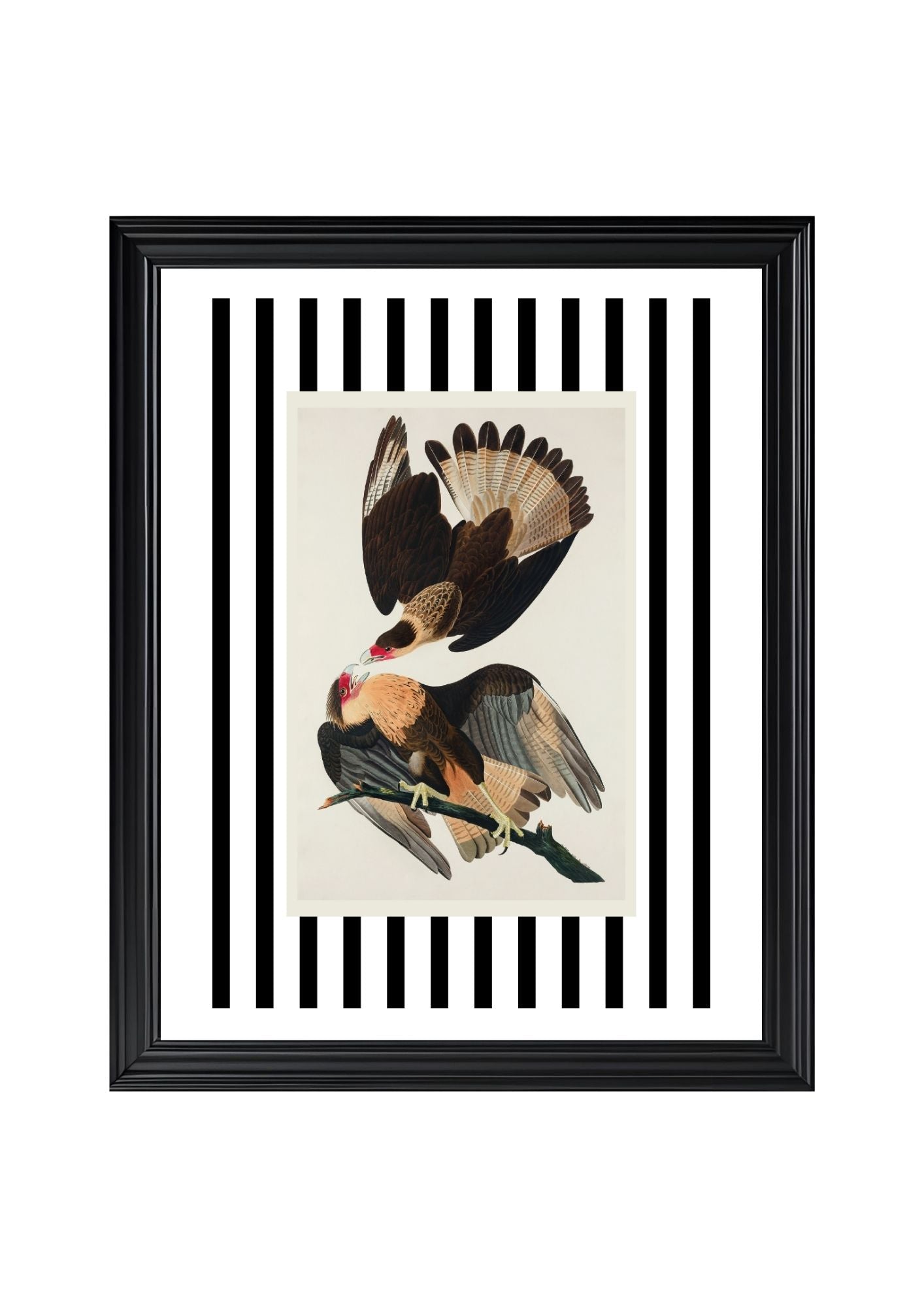 Brasilian Caracara