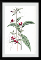 Mexican Two-Petalled Cuphea