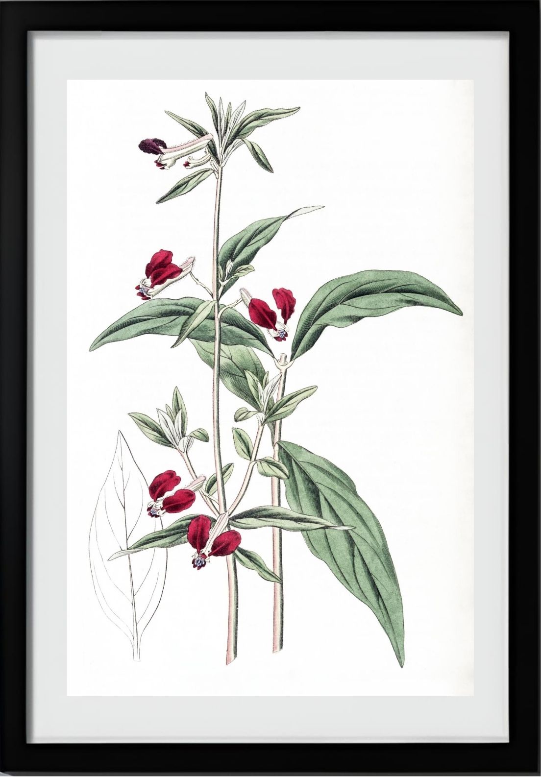 Mexican Two-Petalled Cuphea