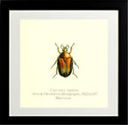 Coptomia Oplalina