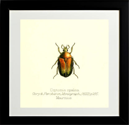 Coptomia Oplalina