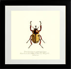 Brachysiderus Quadrimaculatus
