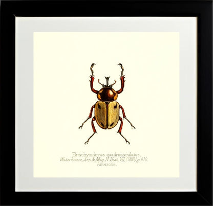 Brachysiderus Quadrimaculatus