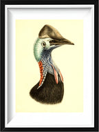 Casuarius Casuarius Salvadorii