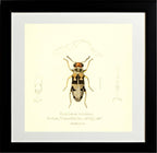 Epiphloeus Velutinus