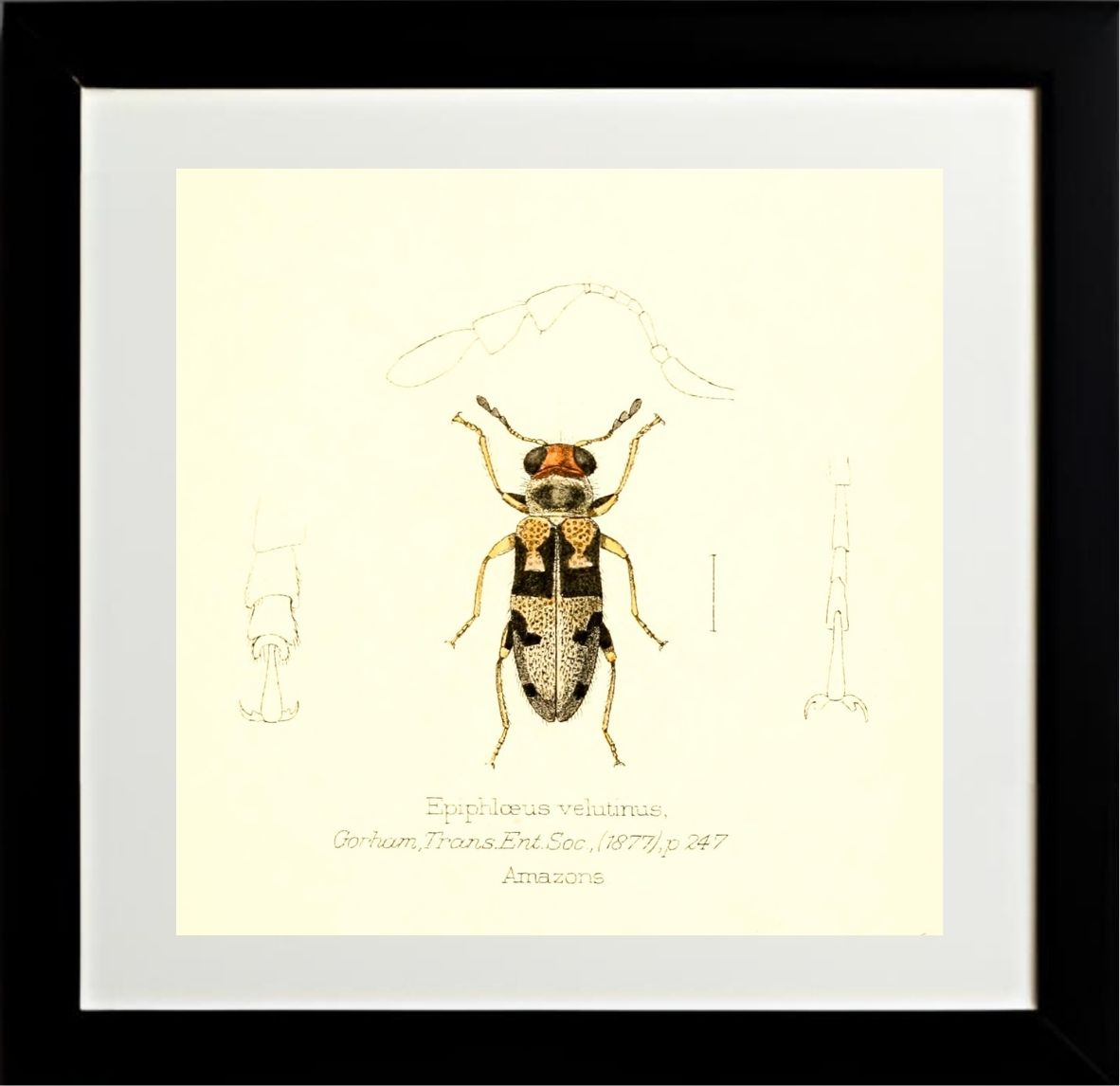 Epiphloeus Velutinus