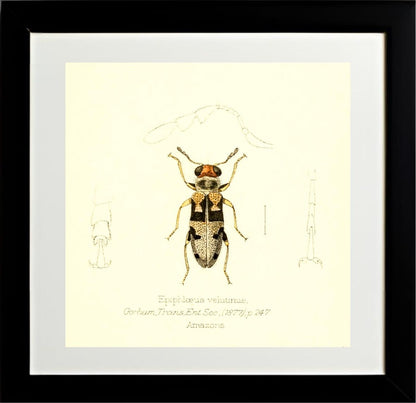 Epiphloeus Velutinus