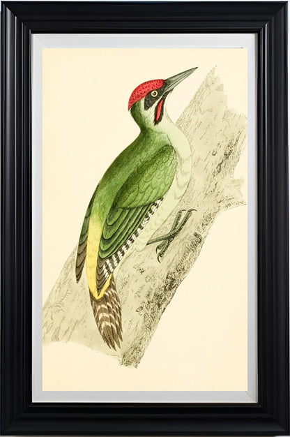 Green Woodpecker