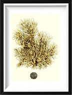 Spongia damicornis