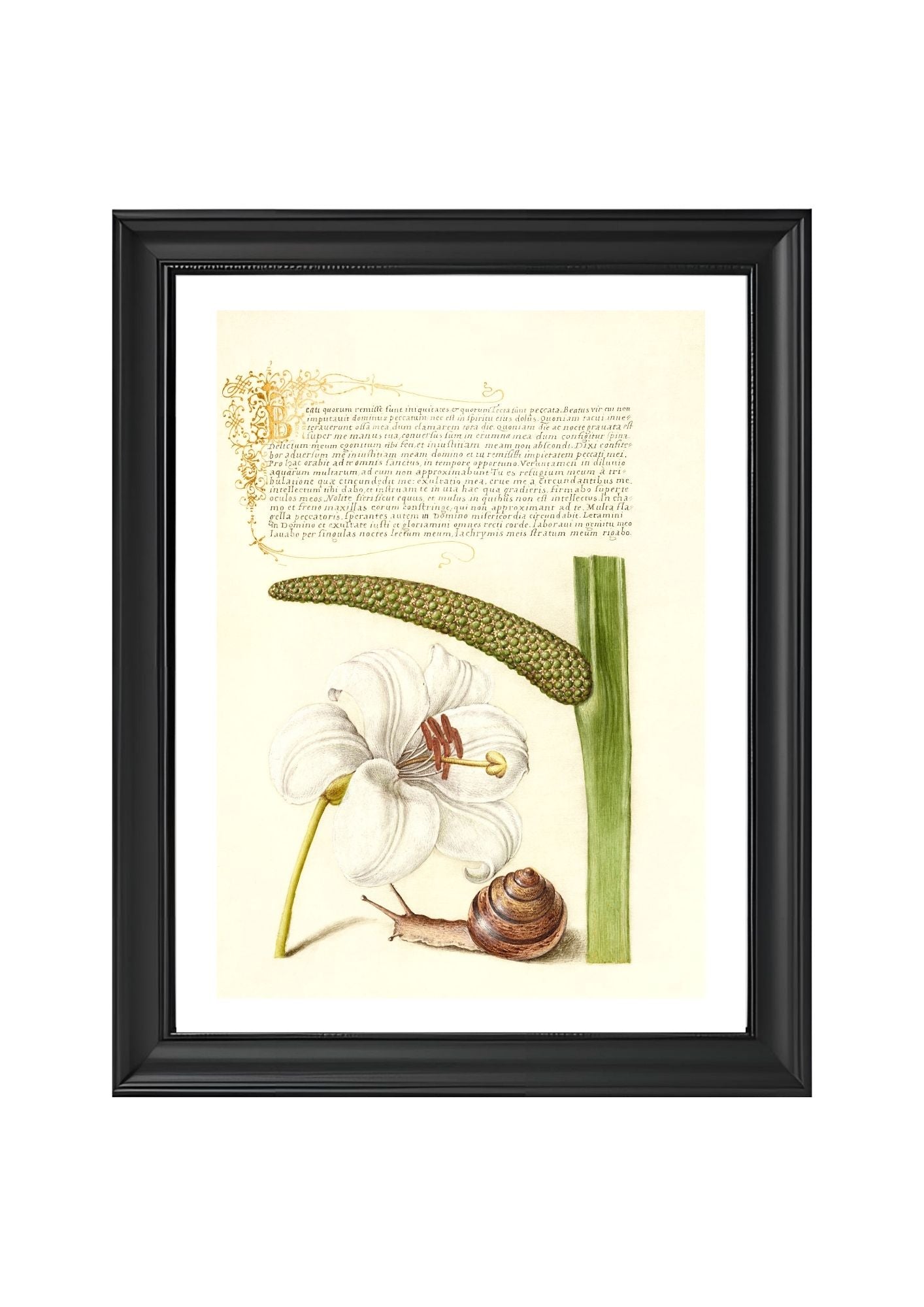 Madonna Lily, Terrestrial Mollusk, and Sweet Flag