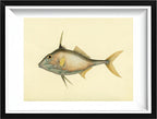 Balistes Biaculeatus