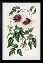Siebold's Clematis