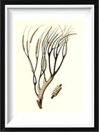 Gorgonia antipathes 2