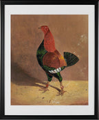 Fighting Cock (2)