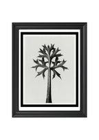 Eryngium Bourgatii (Mediterranean Sea Holly)