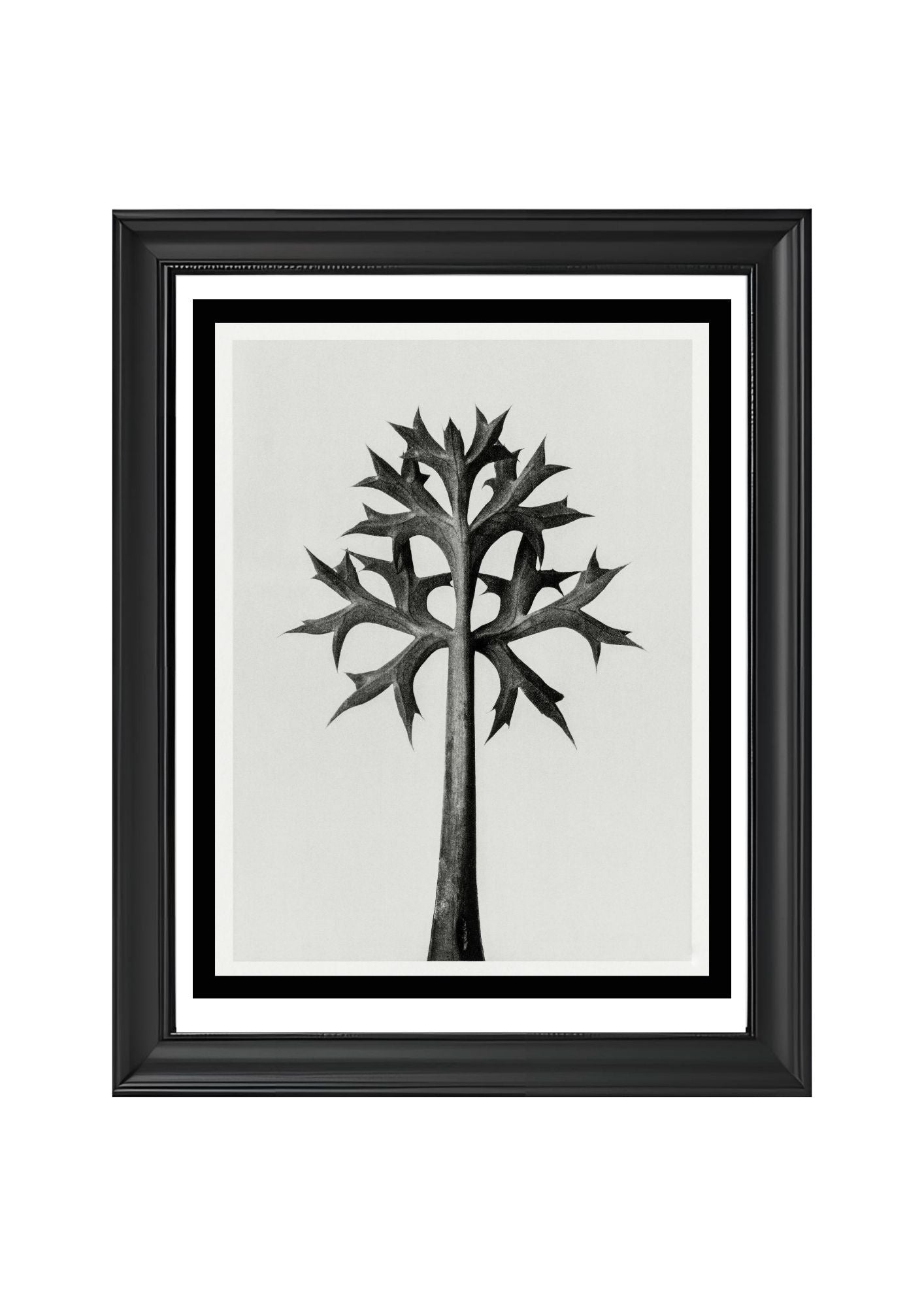 Eryngium Bourgatii (Mediterranean Sea Holly)
