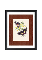 Papilio ilioneus