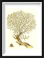 Gorgonia placomus 2