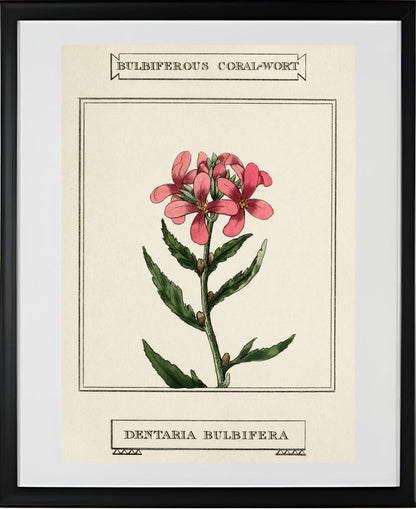 Bulbiferous Coral-Wort